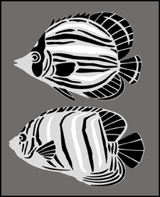 Fish stencil - Animal and Bird