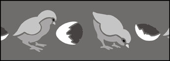Chicks stencil - Animal and Bird