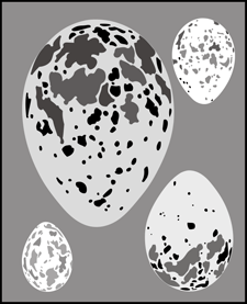 Eggs stencil - Budget